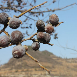 Quân Thiên Tử / Dã Thị Tử (Ô Táo/ Táo đen)